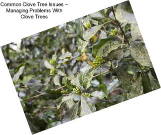 Common Clove Tree Issues – Managing Problems With Clove Trees
