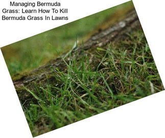 Managing Bermuda Grass: Learn How To Kill Bermuda Grass In Lawns