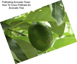 Pollinating Avocado Trees: How To Cross Pollinate An Avocado Tree