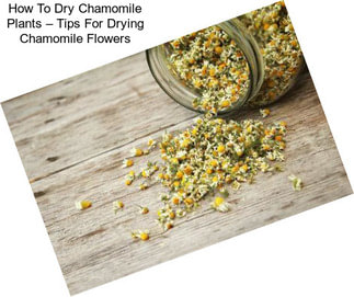 How To Dry Chamomile Plants – Tips For Drying Chamomile Flowers