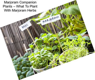 Marjoram Companion Plants – What To Plant With Marjoram Herbs