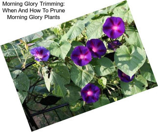 Morning Glory Trimming: When And How To Prune Morning Glory Plants