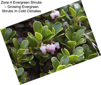 Zone 4 Evergreen Shrubs – Growing Evergreen Shrubs In Cold Climates