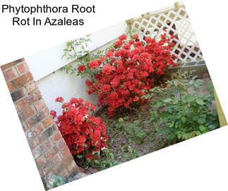 Phytophthora Root Rot In Azaleas