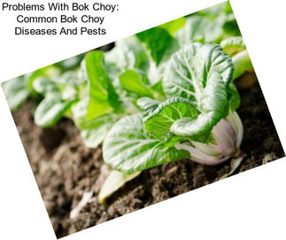Problems With Bok Choy: Common Bok Choy Diseases And Pests