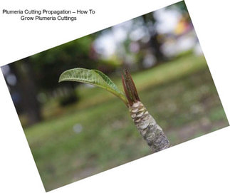 Plumeria Cutting Propagation – How To Grow Plumeria Cuttings