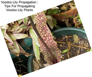 Voodoo Lily Propagation : Tips For Propagating Voodoo Lily Plants