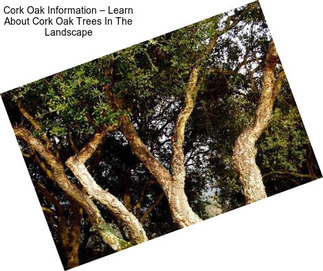 Cork Oak Information – Learn About Cork Oak Trees In The Landscape