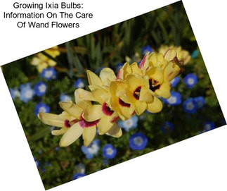 Growing Ixia Bulbs: Information On The Care Of Wand Flowers