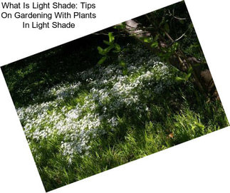 What Is Light Shade: Tips On Gardening With Plants In Light Shade