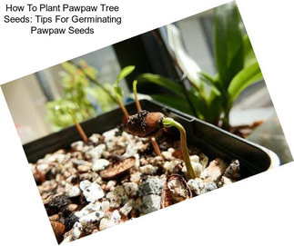 How To Plant Pawpaw Tree Seeds: Tips For Germinating Pawpaw Seeds