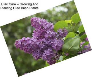 Lilac Care – Growing And Planting Lilac Bush Plants