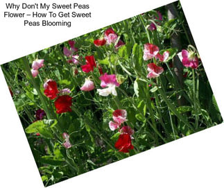 Why Don\'t My Sweet Peas Flower – How To Get Sweet Peas Blooming