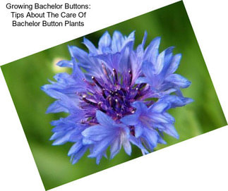 Growing Bachelor Buttons: Tips About The Care Of Bachelor Button Plants