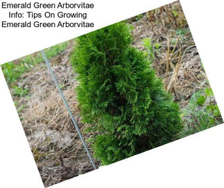 Emerald Green Arborvitae Info: Tips On Growing Emerald Green Arborvitae