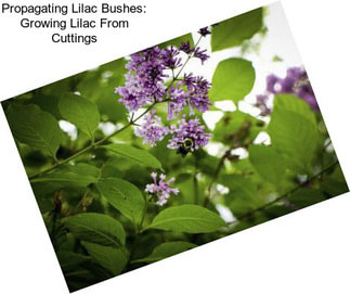 Propagating Lilac Bushes: Growing Lilac From Cuttings