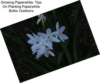 Growing Paperwhite: Tips On Planting Paperwhite Bulbs Outdoors