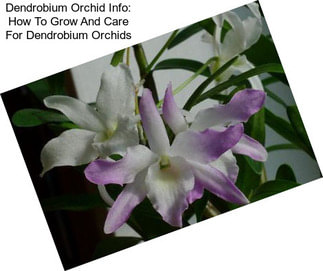 Dendrobium Orchid Info: How To Grow And Care For Dendrobium Orchids