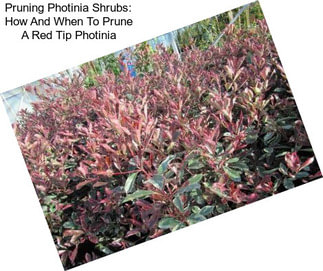 Pruning Photinia Shrubs: How And When To Prune A Red Tip Photinia