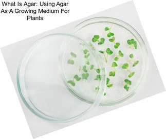 What Is Agar: Using Agar As A Growing Medium For Plants