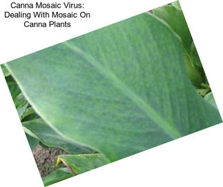Canna Mosaic Virus: Dealing With Mosaic On Canna Plants