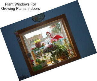 Plant Windows For Growing Plants Indoors