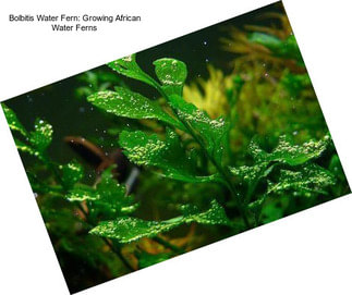 Bolbitis Water Fern: Growing African Water Ferns