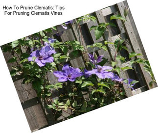 How To Prune Clematis: Tips For Pruning Clematis Vines