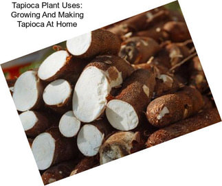 Tapioca Plant Uses: Growing And Making Tapioca At Home