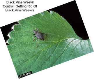 Black Vine Weevil Control: Getting Rid Of Black Vine Weevils