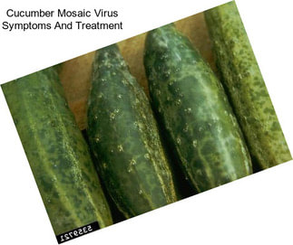 Cucumber Mosaic Virus Symptoms And Treatment