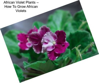 African Violet Plants – How To Grow African Violets