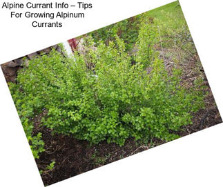 Alpine Currant Info – Tips For Growing Alpinum Currants