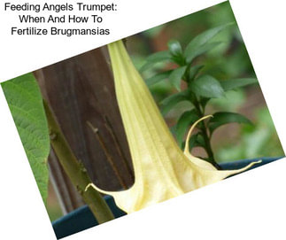 Feeding Angels Trumpet: When And How To Fertilize Brugmansias
