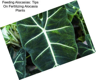 Feeding Alocasias: Tips On Fertilizing Alocasia Plants