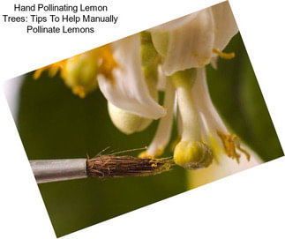 Hand Pollinating Lemon Trees: Tips To Help Manually Pollinate Lemons