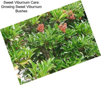 Sweet Viburnum Care: Growing Sweet Viburnum Bushes