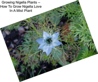 Growing Nigella Plants – How To Grow Nigella Love In A Mist Plant