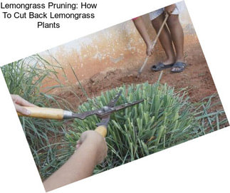 Lemongrass Pruning: How To Cut Back Lemongrass Plants