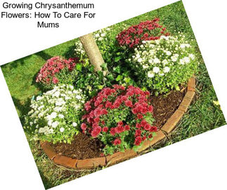 Growing Chrysanthemum Flowers: How To Care For Mums