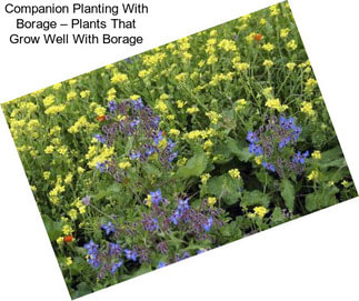 Companion Planting With Borage – Plants That Grow Well With Borage