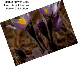 Pasque Flower Care: Learn About Pasque Flower Cultivation