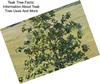 Teak Tree Facts: Information About Teak Tree Uses And More