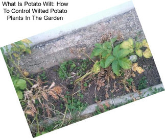 What Is Potato Wilt: How To Control Wilted Potato Plants In The Garden