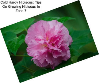 Cold Hardy Hibiscus: Tips On Growing Hibiscus In Zone 7