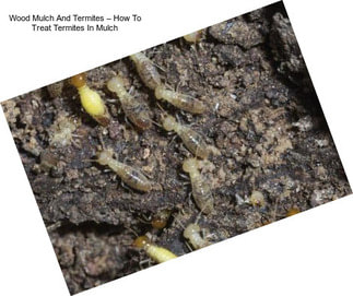 Wood Mulch And Termites – How To Treat Termites In Mulch