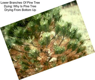 Lower Branches Of Pine Tree Dying: Why Is Pine Tree Drying From Bottom Up