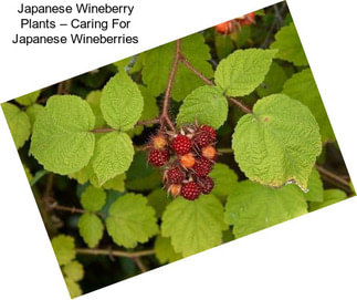 Japanese Wineberry Plants – Caring For Japanese Wineberries