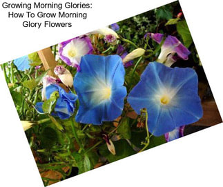 Growing Morning Glories: How To Grow Morning Glory Flowers