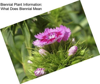 Biennial Plant Information: What Does Biennial Mean